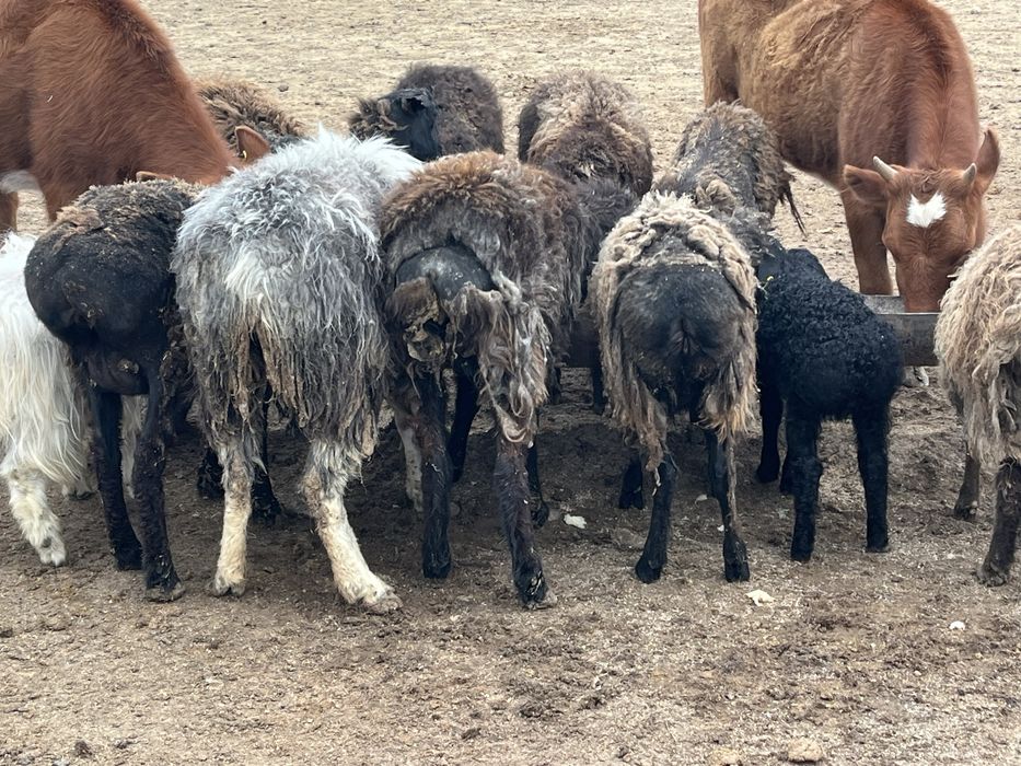 Кой козылы койлар сатылады