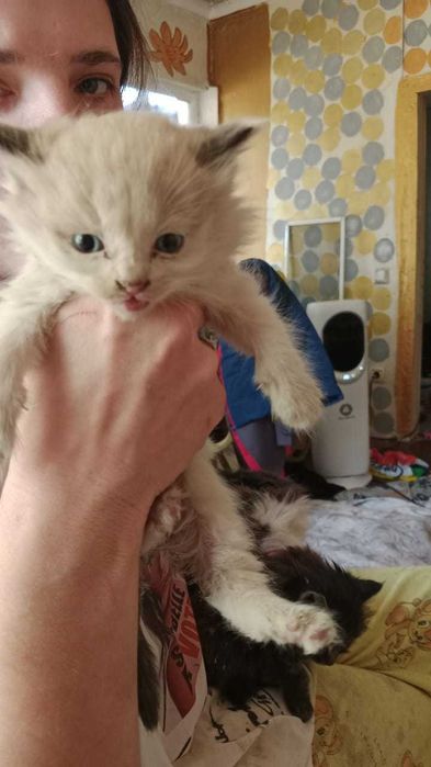 В добрые руки котят