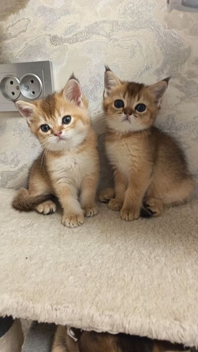 Золотая шиншилла  малыши готовы переехать в новый дом