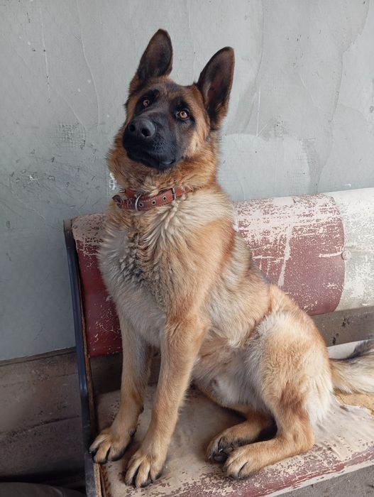 Животные собаки овчарка