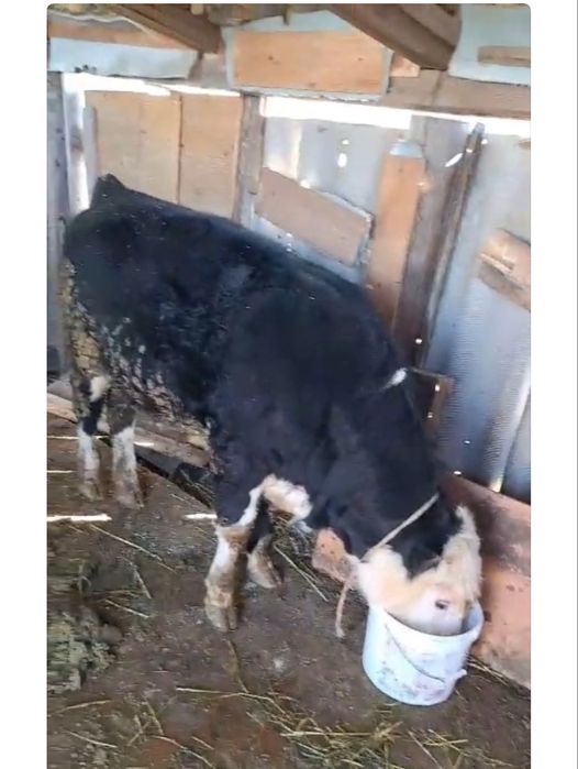 Бұқалар сатылады