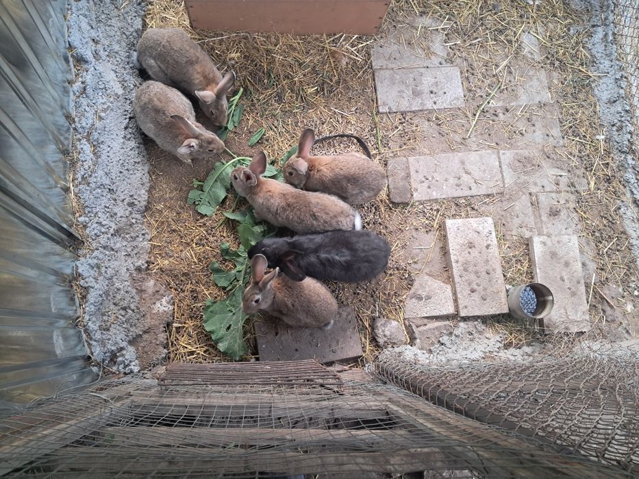 Кролики  продаются.