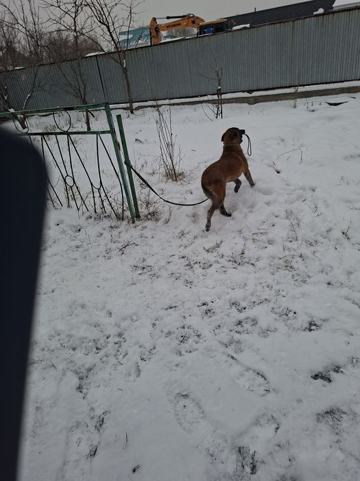 Белгийская овчарка Малинуа