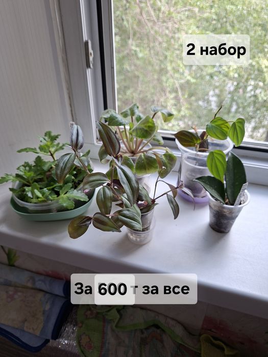 Продаю цветы комнатные