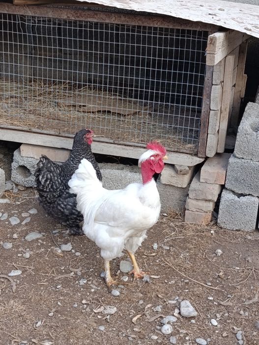 Қораз 8штук         .