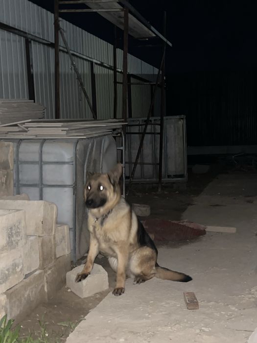 Немецкая овчарка за 60000тг