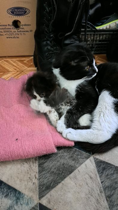 Срочно ищет дом кошечка