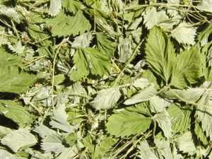 Листья Земляники