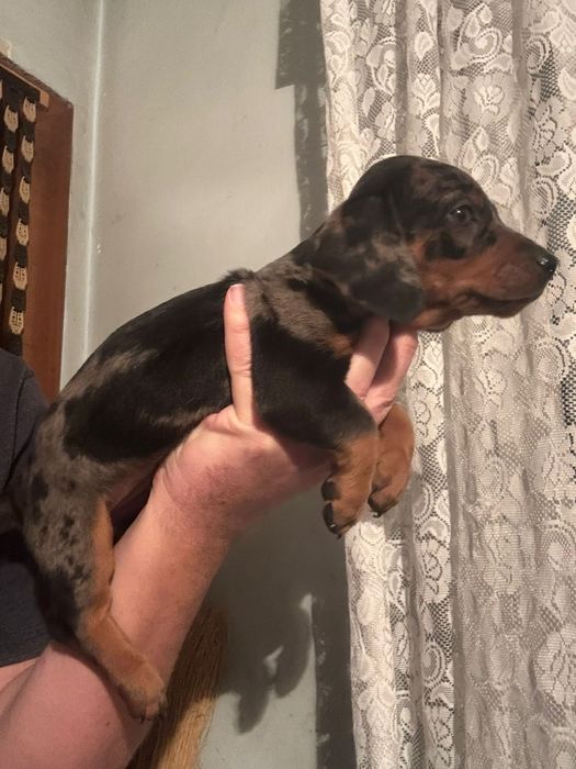 Băiat Teckel Arlechin