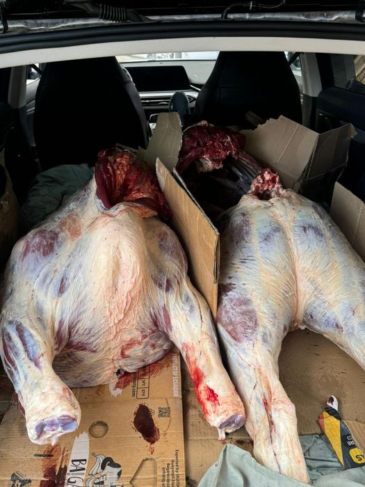 Продам соғым КРС подсос