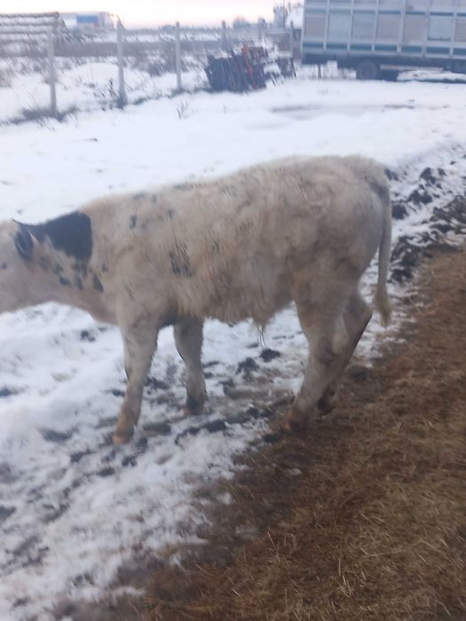 Vind taurasi și vițele