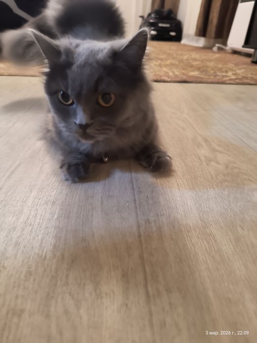 Вязка кошка британка длинношёрстная