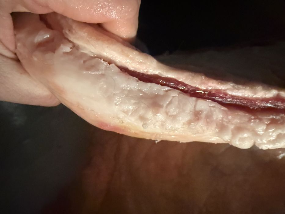 Согым семиз бие, байтал 3200 тг