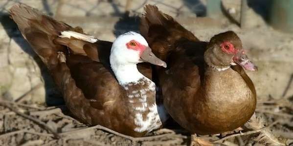 Quyon tovuq induk ordek va boshqa turdegi parranda goshtlarimiz bor