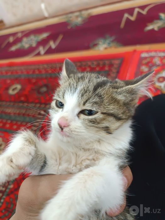 Яхши соглом уй мушуклари