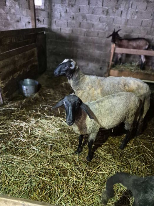 Schimb cu oaie sau berbec Ieduta metis de anglonubian cu alpina franceză