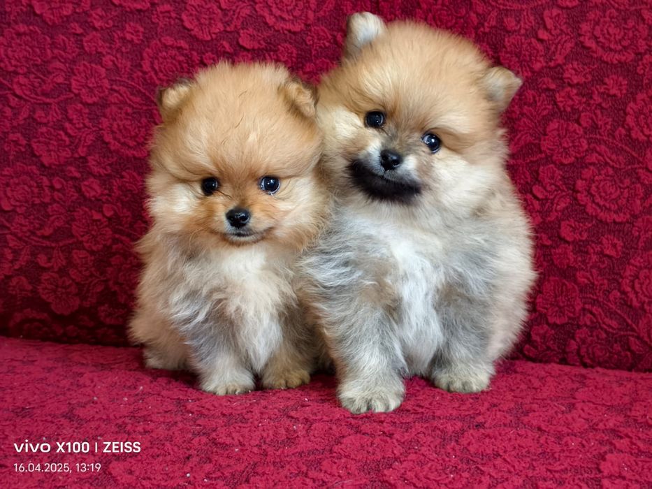 Очаровательные щенки шпица.