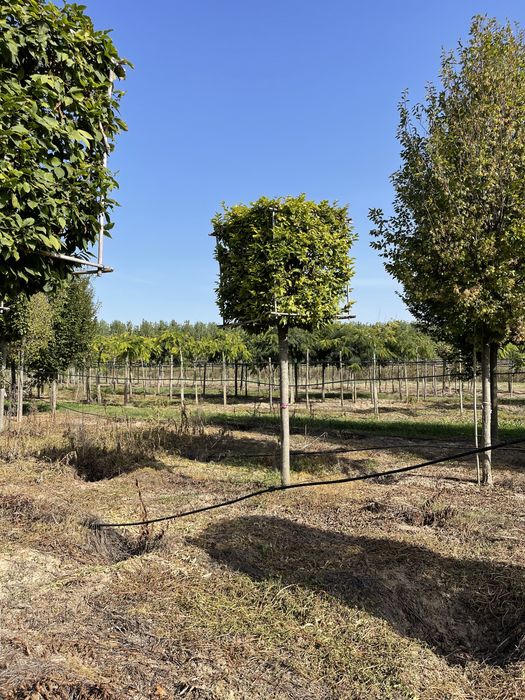 Carpinus cub. catalpa nana.