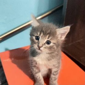 Котята бесплатно