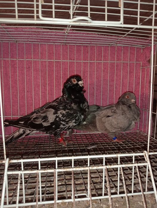 Продам китайская чяйка