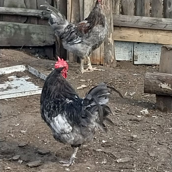 Продам породистых петухов.