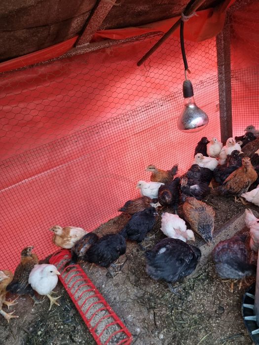 Pui de țară disponibili