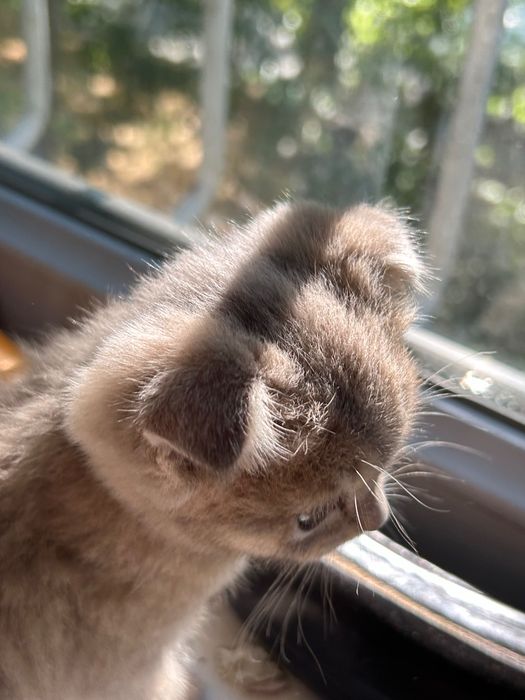 Котенок продается шотланка