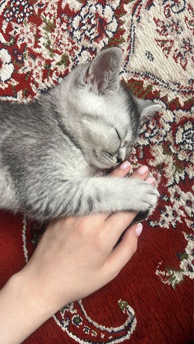 Britanskiy serebrenniy shinshila