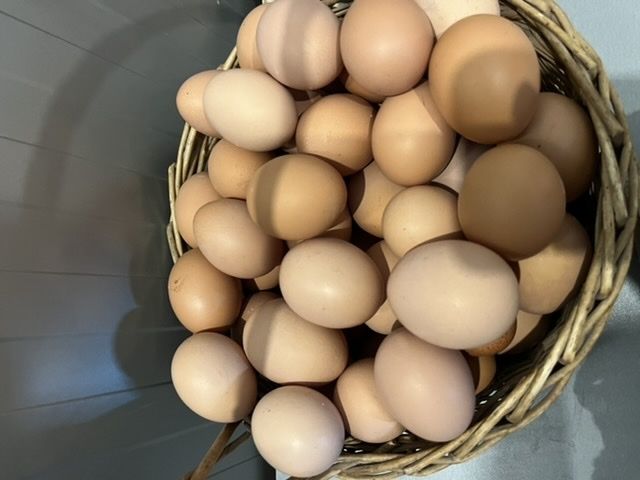 Vand oua de gaina si de gasca 100% bio.