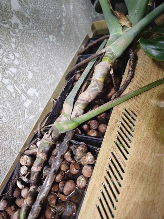 Монстера деликатесная 1шт.