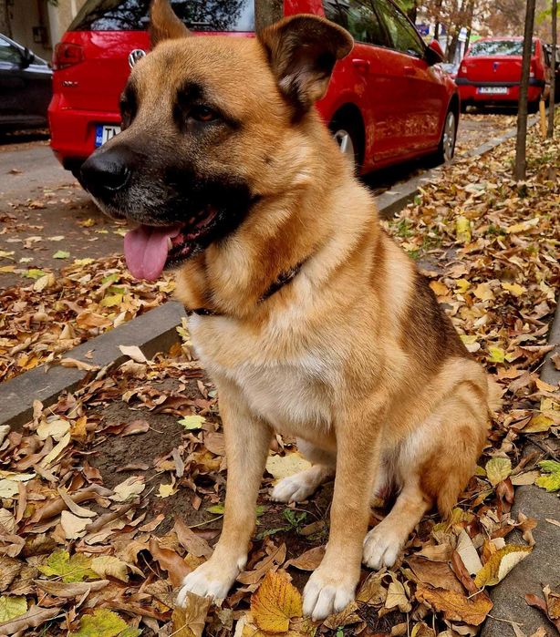 Spre adoptie un catelus Ciobanesc German