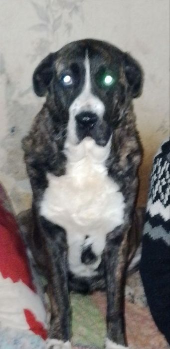 Пристраивается собака