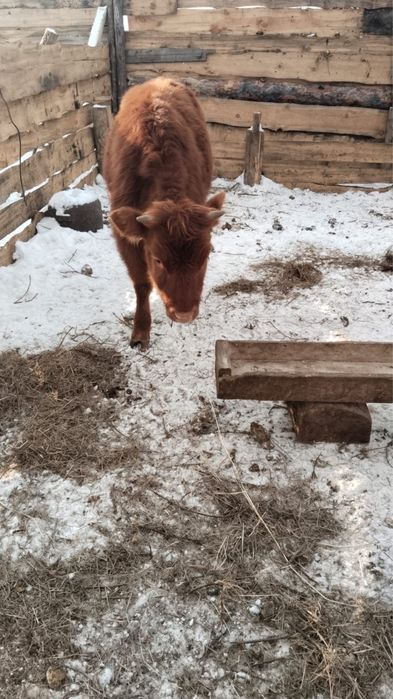 Продам двух подсосных телочек