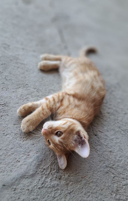 Отдам котят в хорошие руки