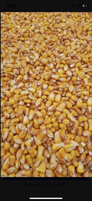 Vand porumb boabe producție 2025 uscate  1 leu  kg asigur transport în funcție de distanță