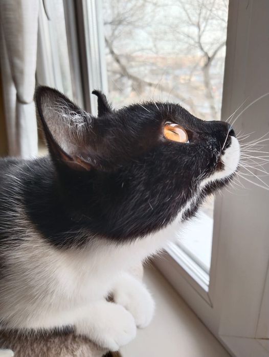 Отдам в добрые руки котенка