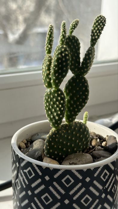 Суккленты опунция, эхиверия