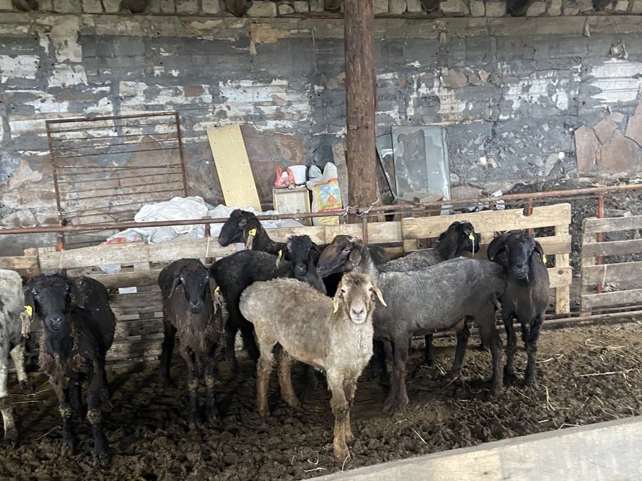 Баран,Қойлар откорм семіз!!!