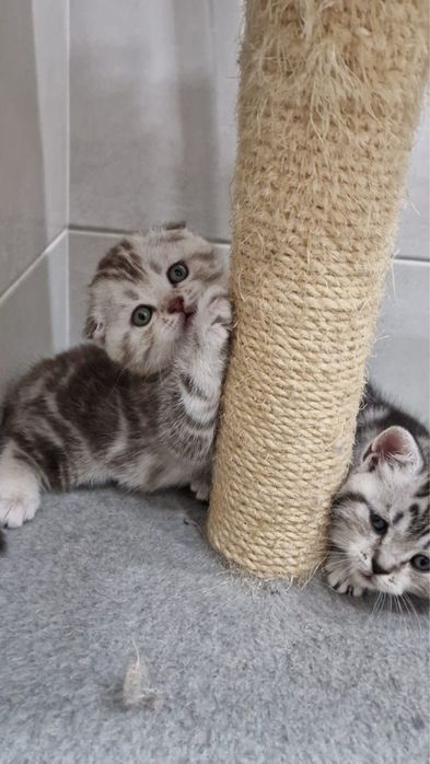 Scottish fold pedigree tip A