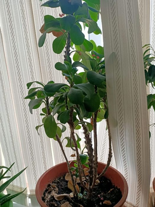 Цветы комнатные красивые