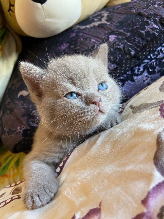 Вязка британского кота