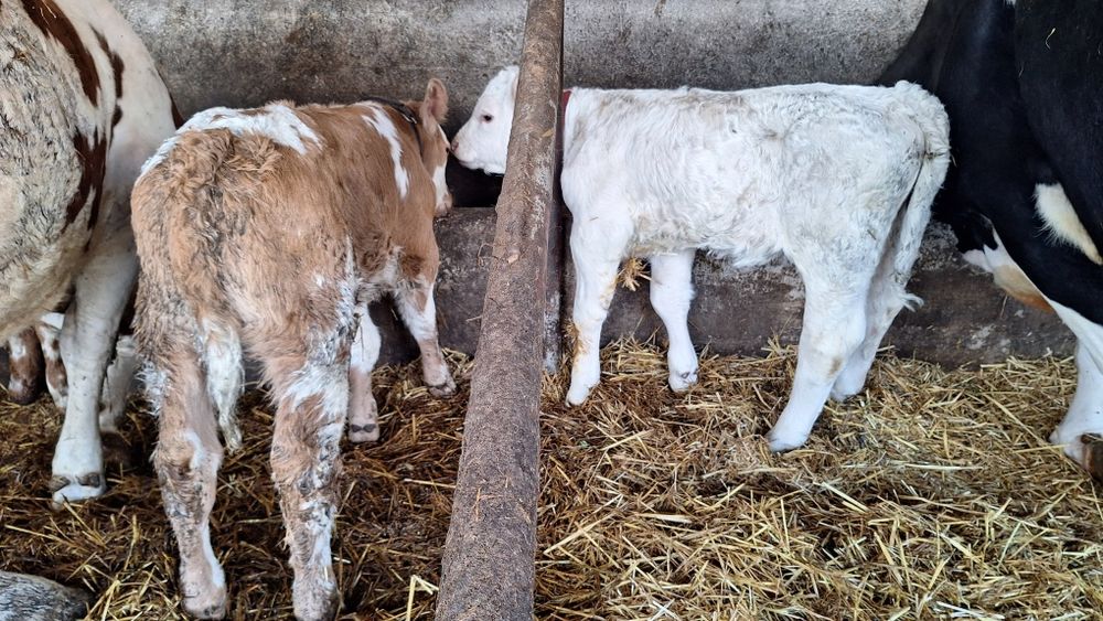 Vand viței de carne