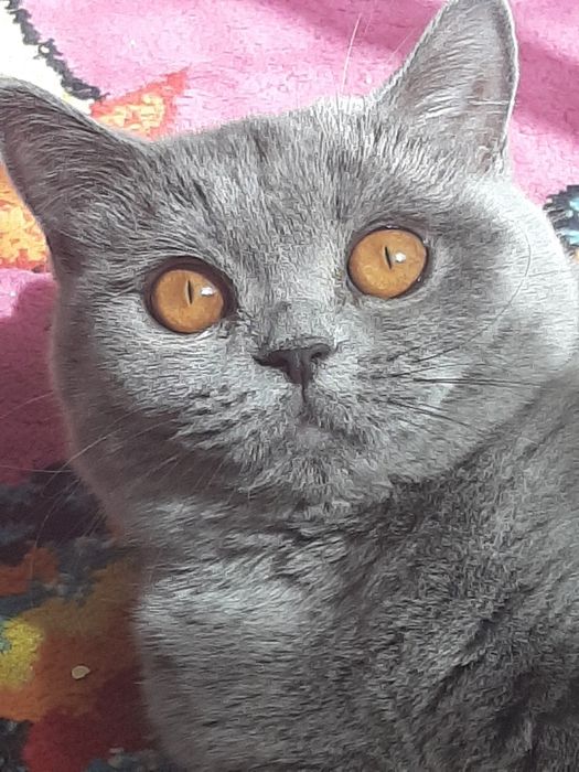 Отдам кошечку в добрые руки