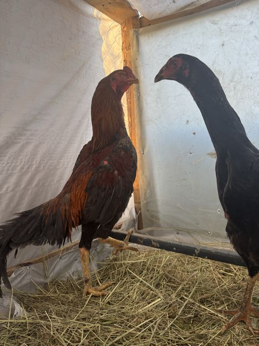 Продам туляка на семена