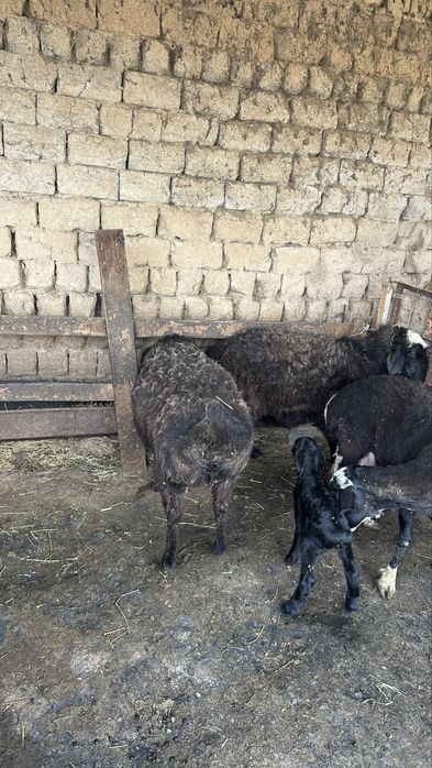 Екі қой сатылады тұсақ