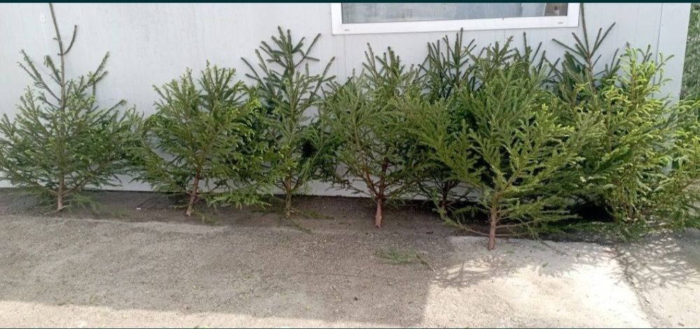 Brazi de nuntă și baloți de cracă