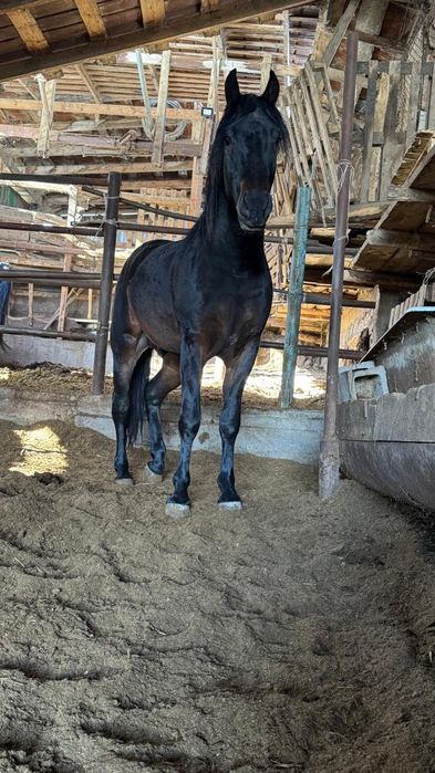 Продам жеребчика