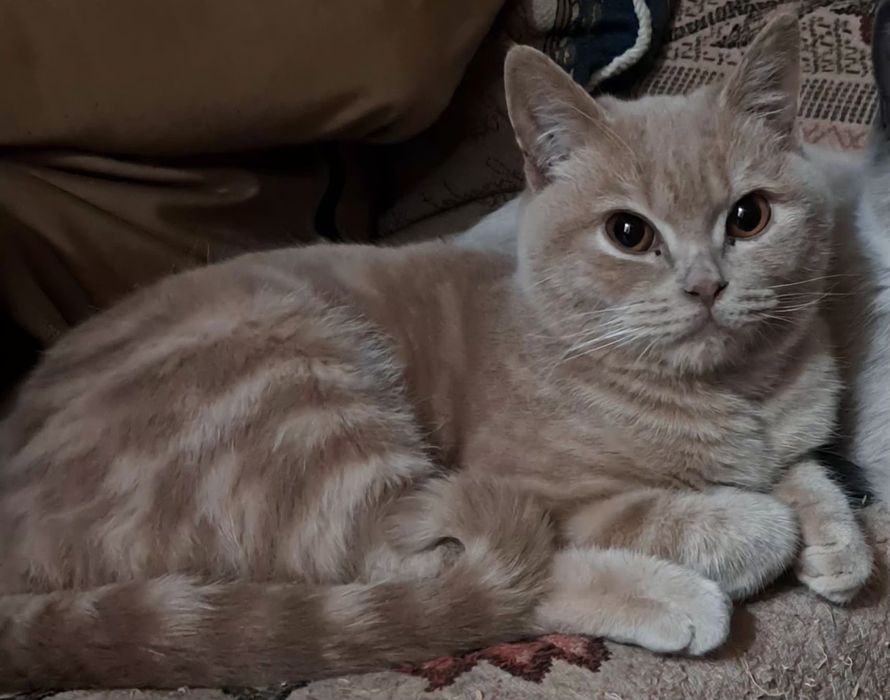 Скотиш страйт мальчик