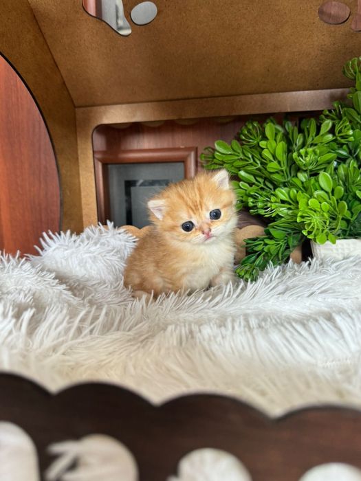 Лялечки шиншилкии золотинки