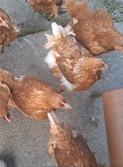 Продам Цыплят 15шт.